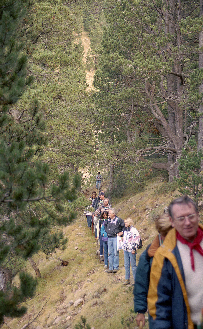 Per fi es va convertir en un corriol fàcil pel mig del bosc.