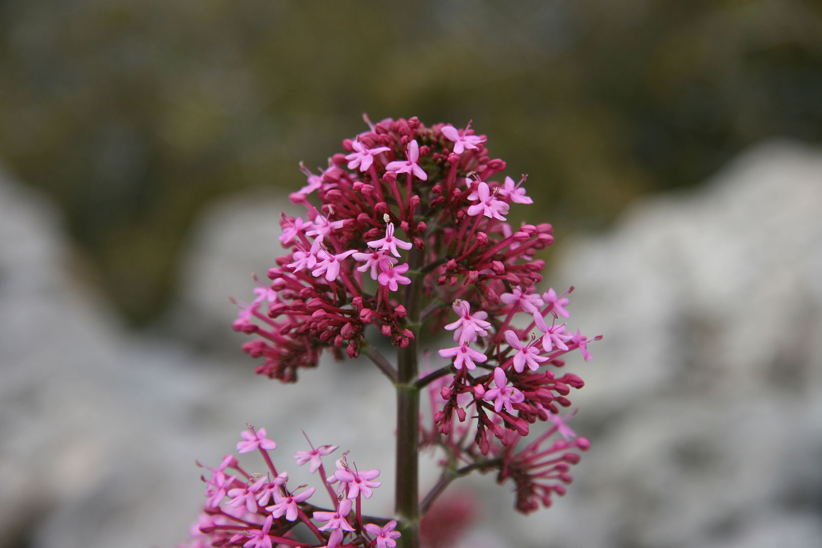 Com que estem en primavera, hem caminat tot el dia prop de boniques flors.