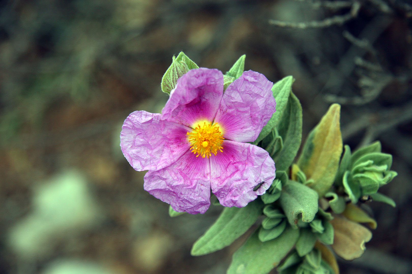 Una altre delicada flor.