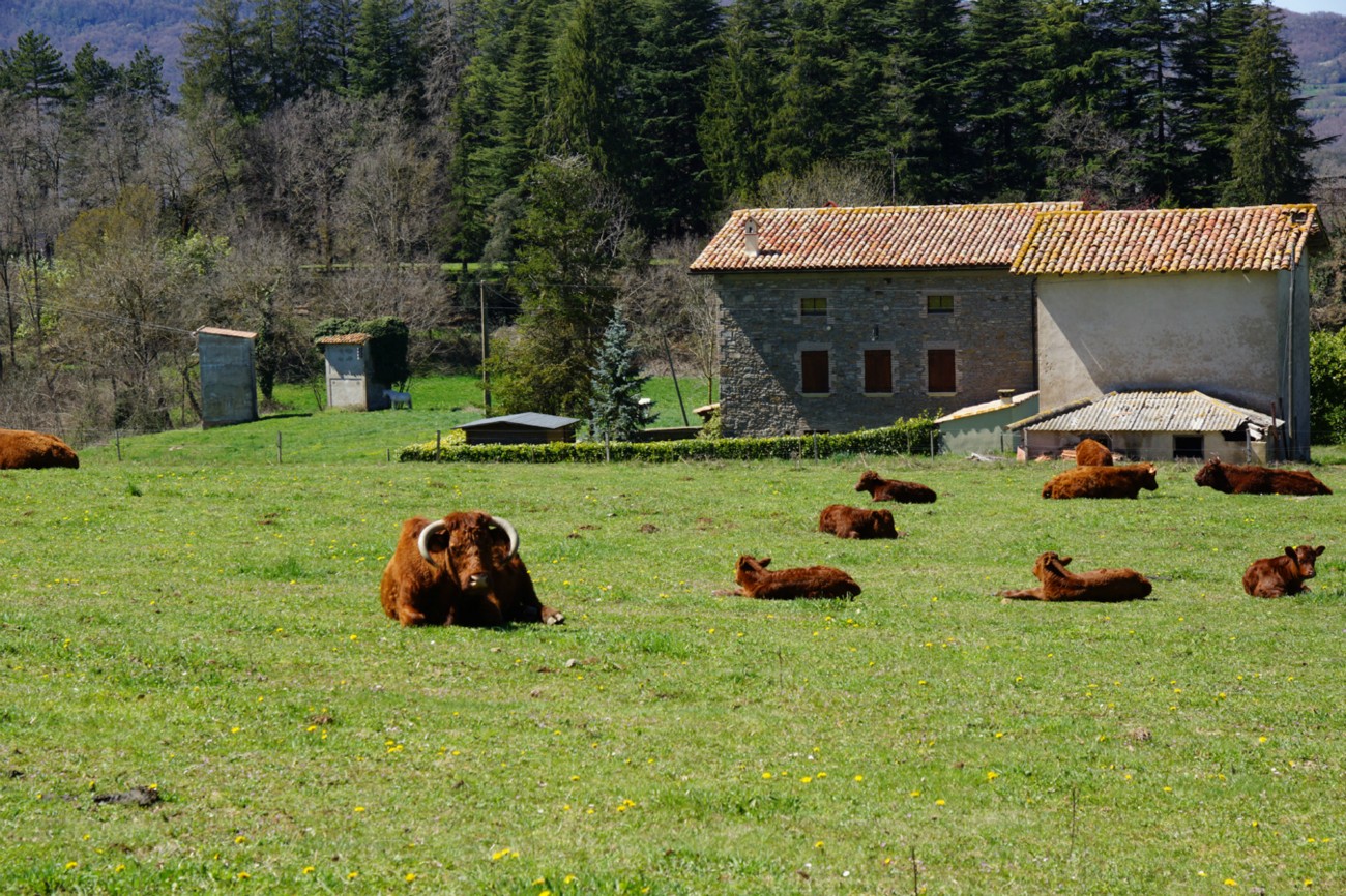 Les Caselliques.